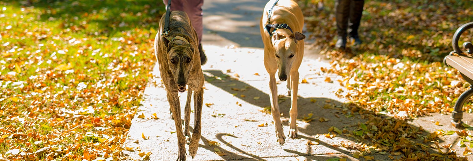Greyhound Discounts Moravian College