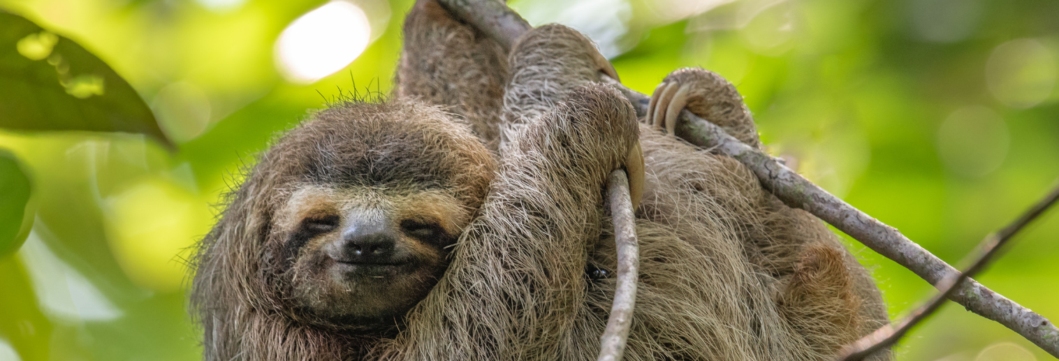 Image of a sloth hanging from a branch