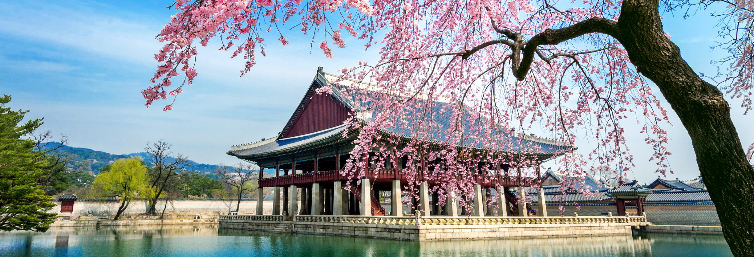 Pagoda and cherry blossom tree in South Korea