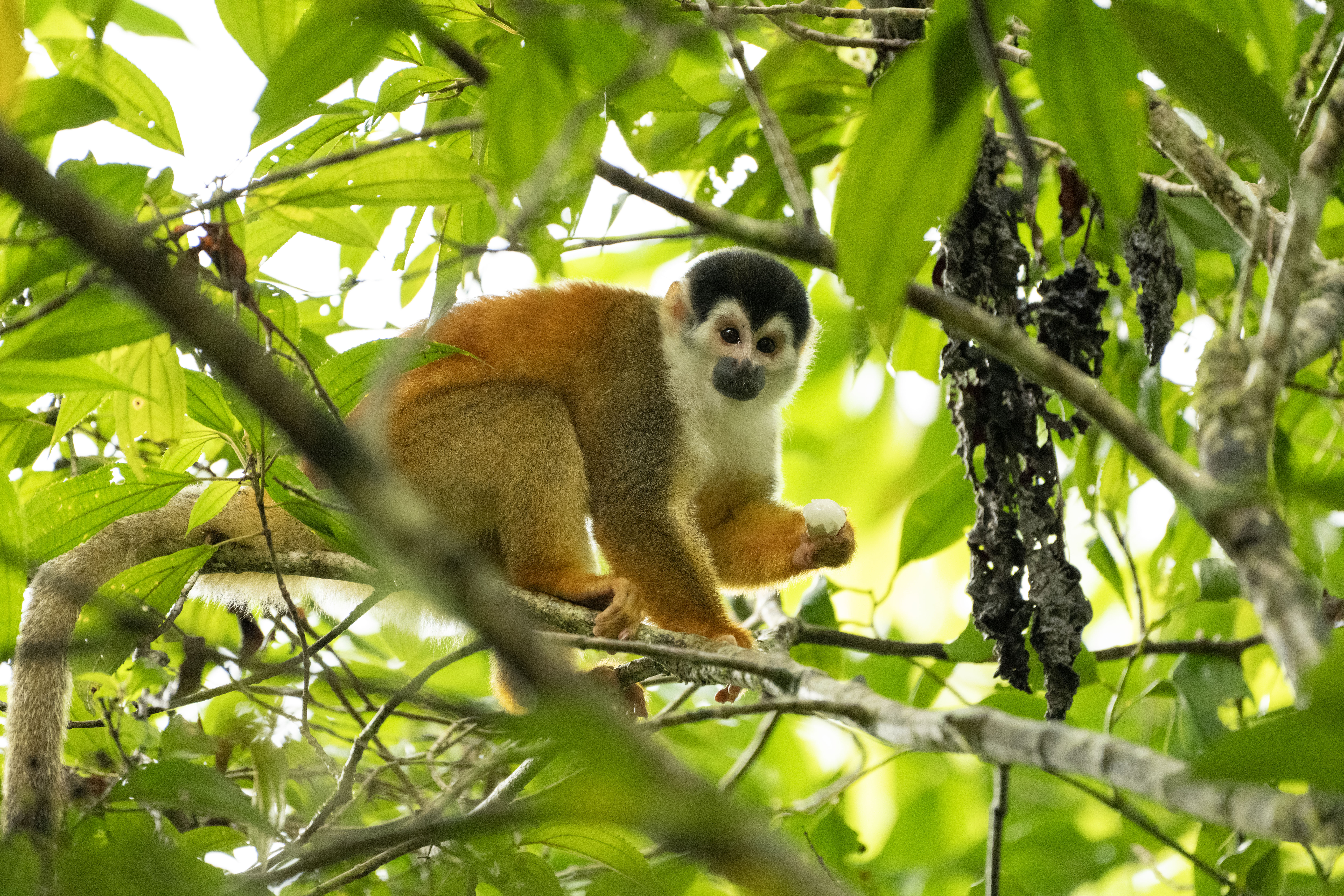 Monkey in the trees of Costa Rica