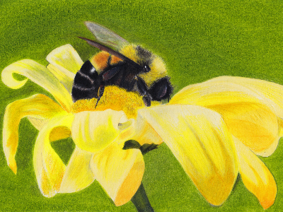 bee.jpg