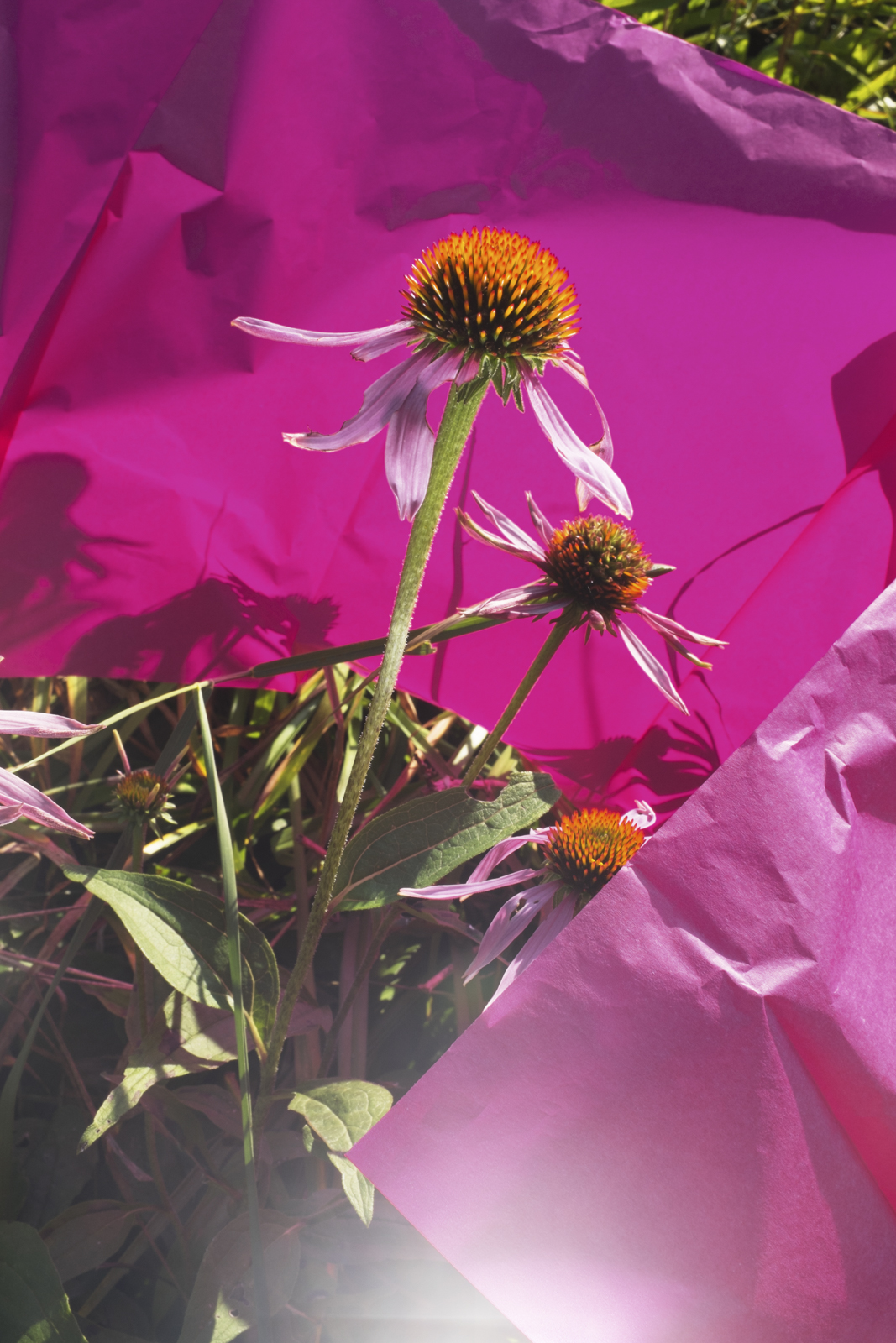 Gallery: Susan Morelock | Moravian University