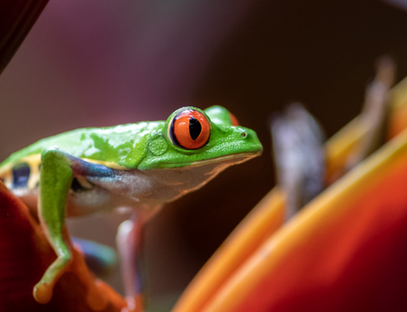 Close-up image of a tropical tree frog