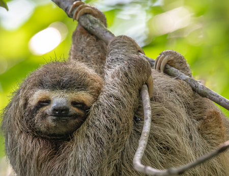 Image of a sloth hanging from a branch