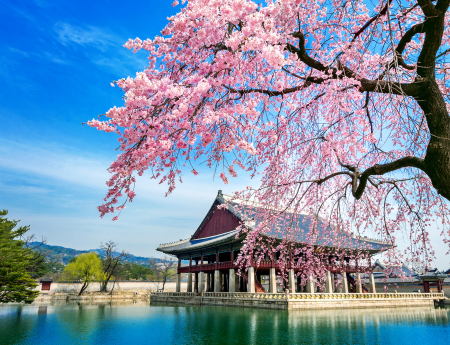 Cherry blossom tree in South Korea